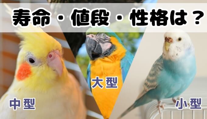 インコの寿命は 大型 中型 小型別にご紹介 えびちのとりどり