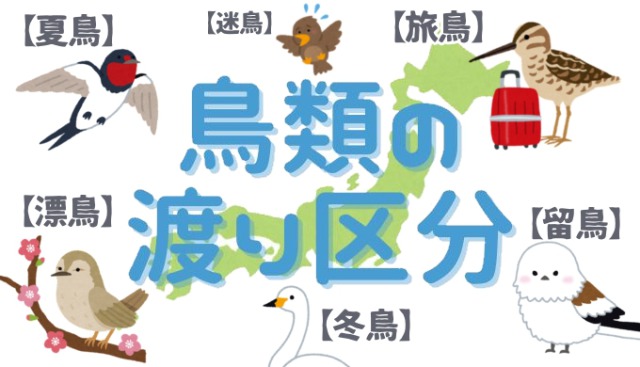 渡り鳥の種類『夏鳥』『冬鳥』『旅鳥』『留鳥』『漂鳥』の違い｜鳥類の渡り区分の基礎知識