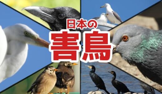 知っておきたい日本の『害鳥』一覧｜騒音被害・大量の糞・ゴミ荒らし…